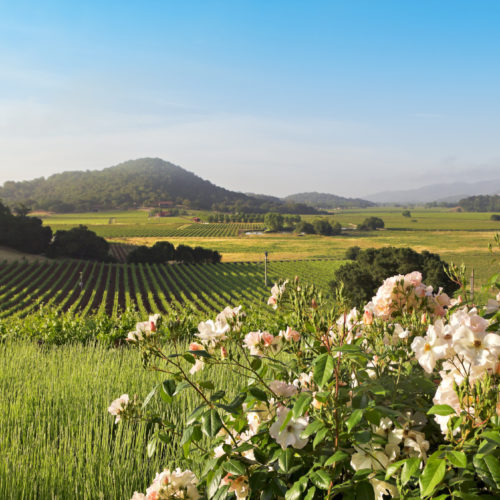 Napa Valley in spring as the sun rises over the beautiful landscape.